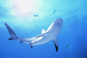 Caribbean Reef Shark: Bimini Bahamas. I wasa able to get ... by Matthew Timberger 